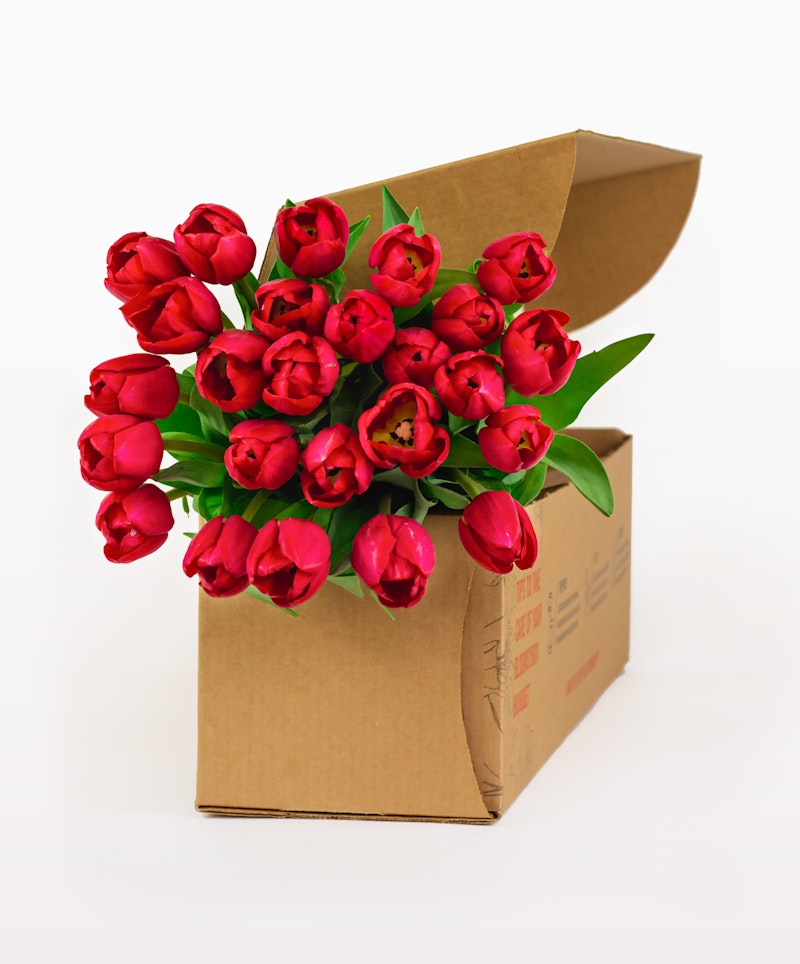 Vibrant red tulips with green leaves freshly arranged and peeking out of an open brown cardboard box on a white background, symbolizing a floral delivery.
