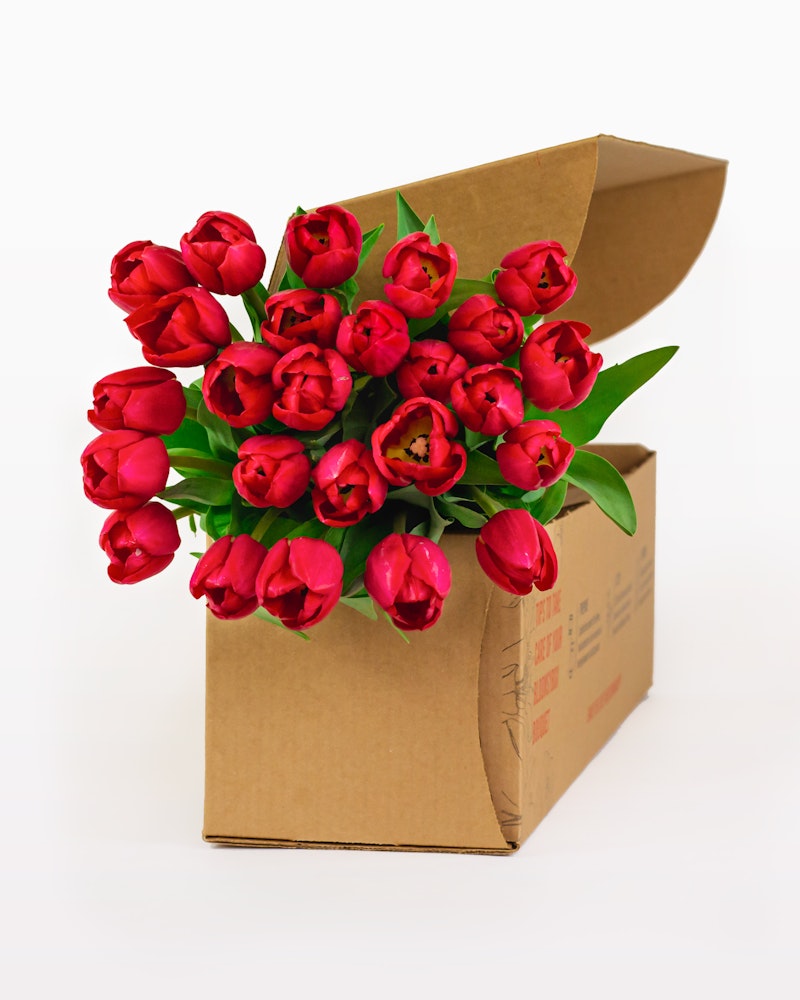 Vibrant red tulips with green leaves freshly arranged and peeking out of an open brown cardboard box on a white background, symbolizing a floral delivery.