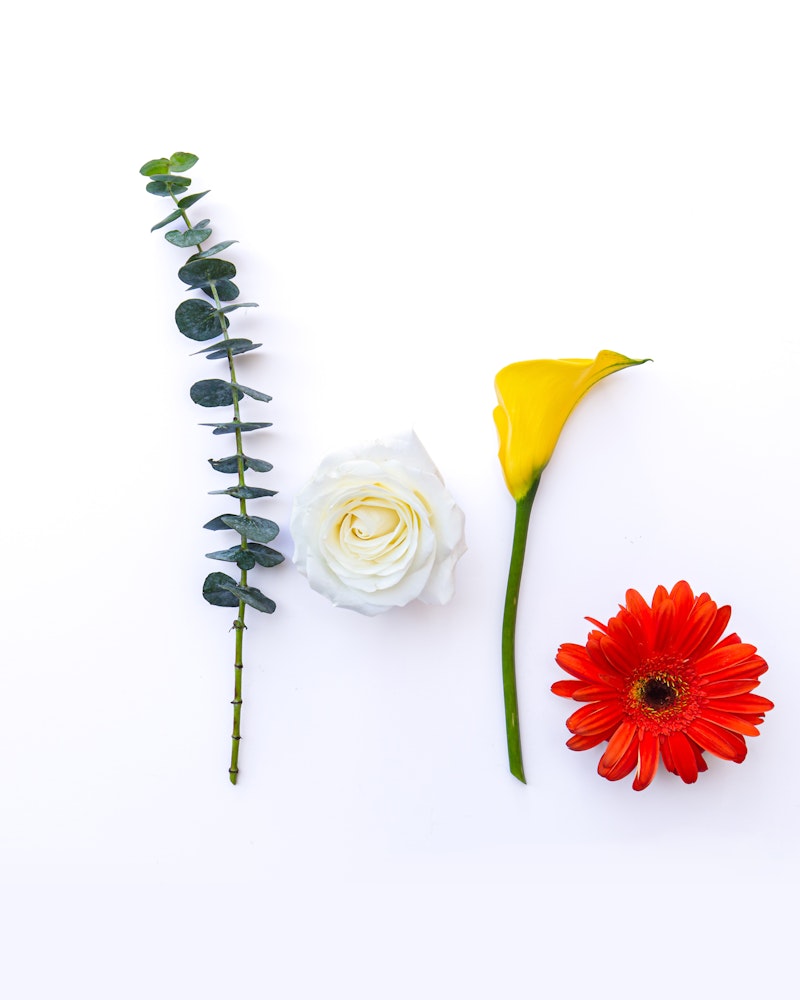 A vibrant flat lay of a trio of flowers: a vertical eucalyptus twig, a delicate white rose, and a bright yellow calla lily alongside a red gerbera on a white background.