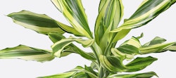 Lush Dracaena fragrans 'Lemon Lime' plant with vibrant green and yellow striped leaves against a pure white background, ideal for fresh home decor.