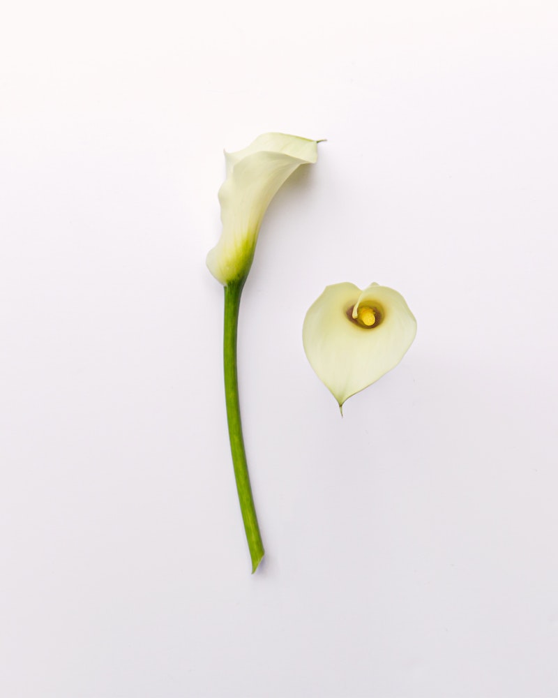 Elegant white calla lily with a long green stem lying next to its detached petal on a white background, evoking a minimalist and serene aesthetic.