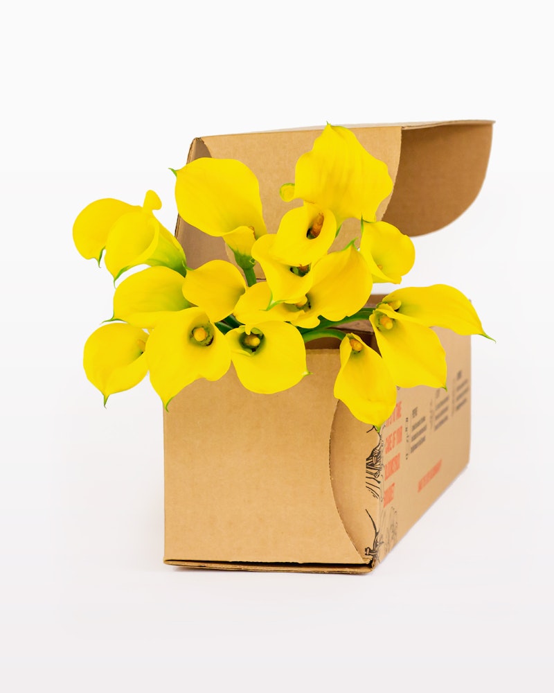 Vibrant yellow orchids spilling out from an open cardboard box against a white background, symbolizing fresh floral delivery or a surprise gift.