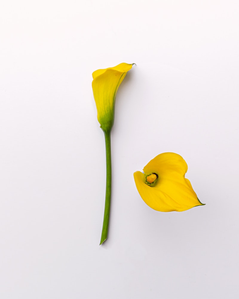 Bright yellow calla lily with one petal detached, artistically arranged on a clean white background, exemplifying simplicity and elegance in floral design.