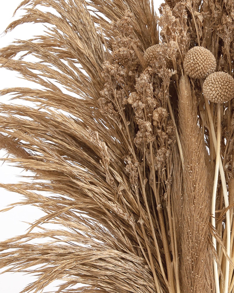 Close-up of a variety of dried plants including wheat stalks and other grains, along with round seed heads, set against a neutral white background.