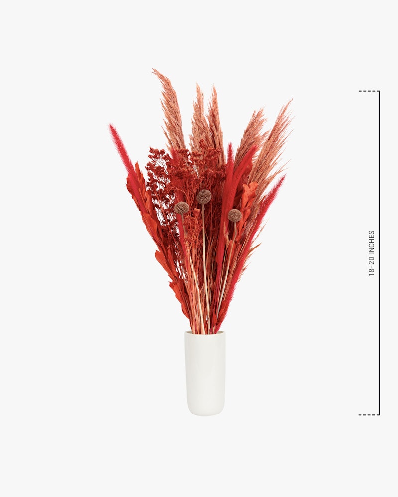A vibrant arrangement of red dried pampas grass and natural botanicals displayed in a simple white vase against an isolated white background with a ruler for scale.