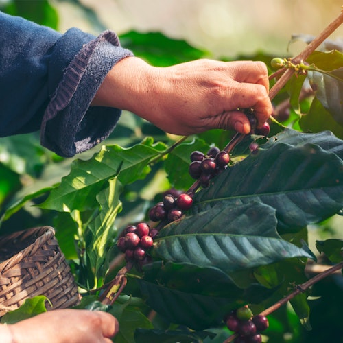 Close-up of a person's hands picking ripe, red coffee cherries from a lush coffee plant, with a woven basket partially visible, amidst vibrant green foliage in sunlight.