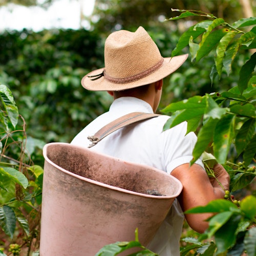 Person with a straw hat carrying a large pink bucket through a lush green garden, possibly engaged in gardening or harvesting activities.