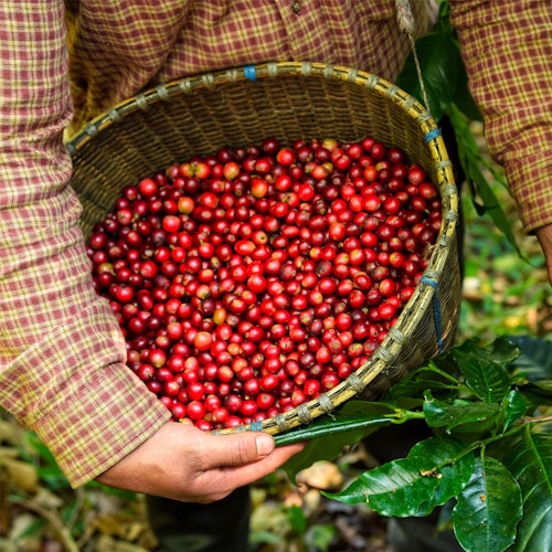 Person in a plaid shirt holding a woven basket full of red coffee cherries amidst lush greenery, indicating a coffee harvest in progress.