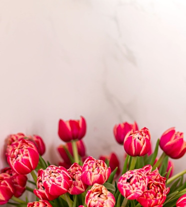 Vibrant pink tulips in various shades arranged elegantly, perfect for spring decor.
