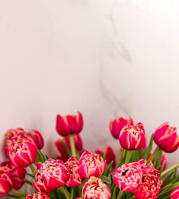 Vibrant pink tulips in various shades arranged elegantly, perfect for spring decor.