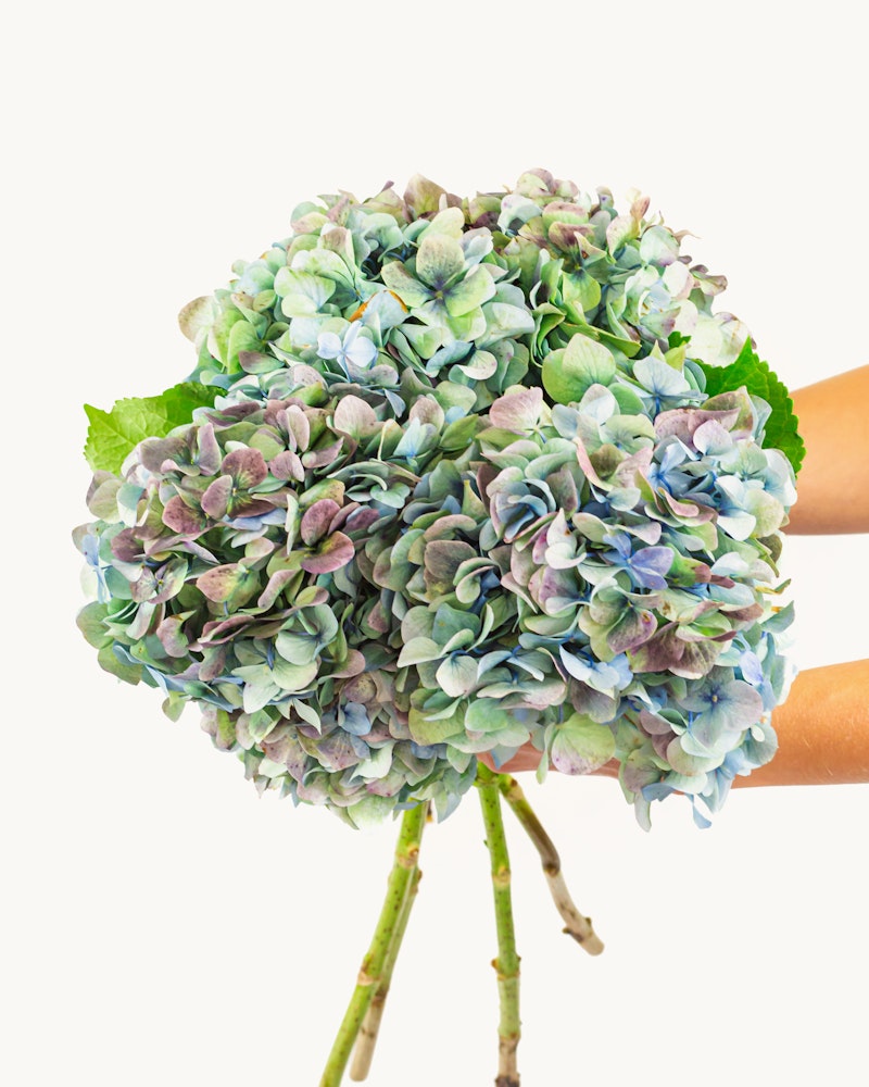 A person holds a lush bouquet of hydrangeas with a myriad of blue and purple hues, showcased against a clean, white background.