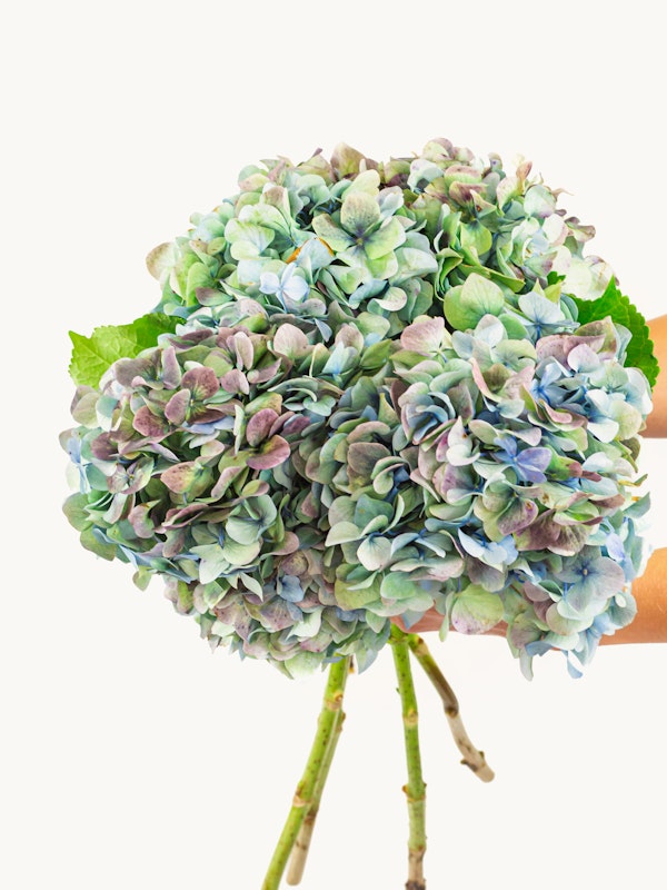 A person holds a lush bouquet of hydrangeas with a myriad of blue and purple hues, showcased against a clean, white background.