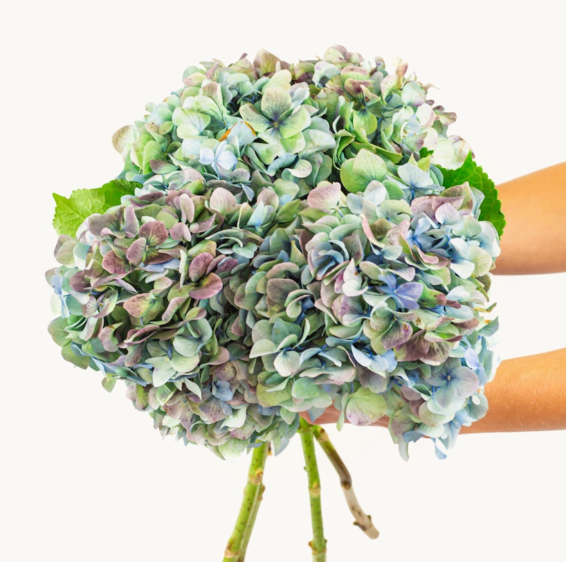 A person holds a lush bouquet of hydrangeas with a myriad of blue and purple hues, showcased against a clean, white background.