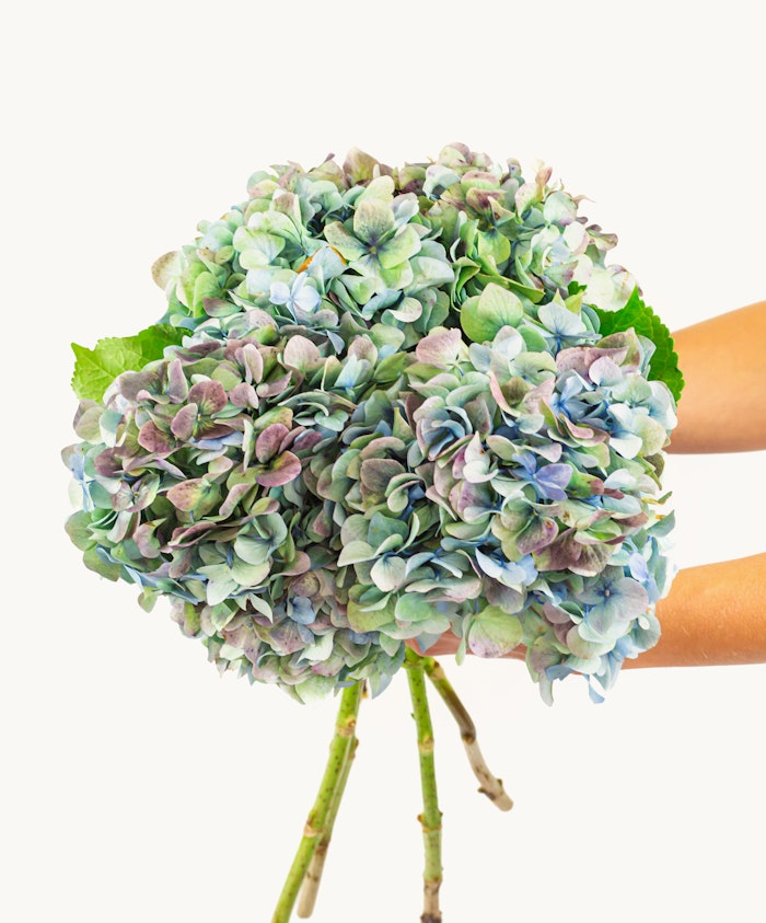 Lush hydrangea bouquet in soft blue and green hues, elegantly held for display.