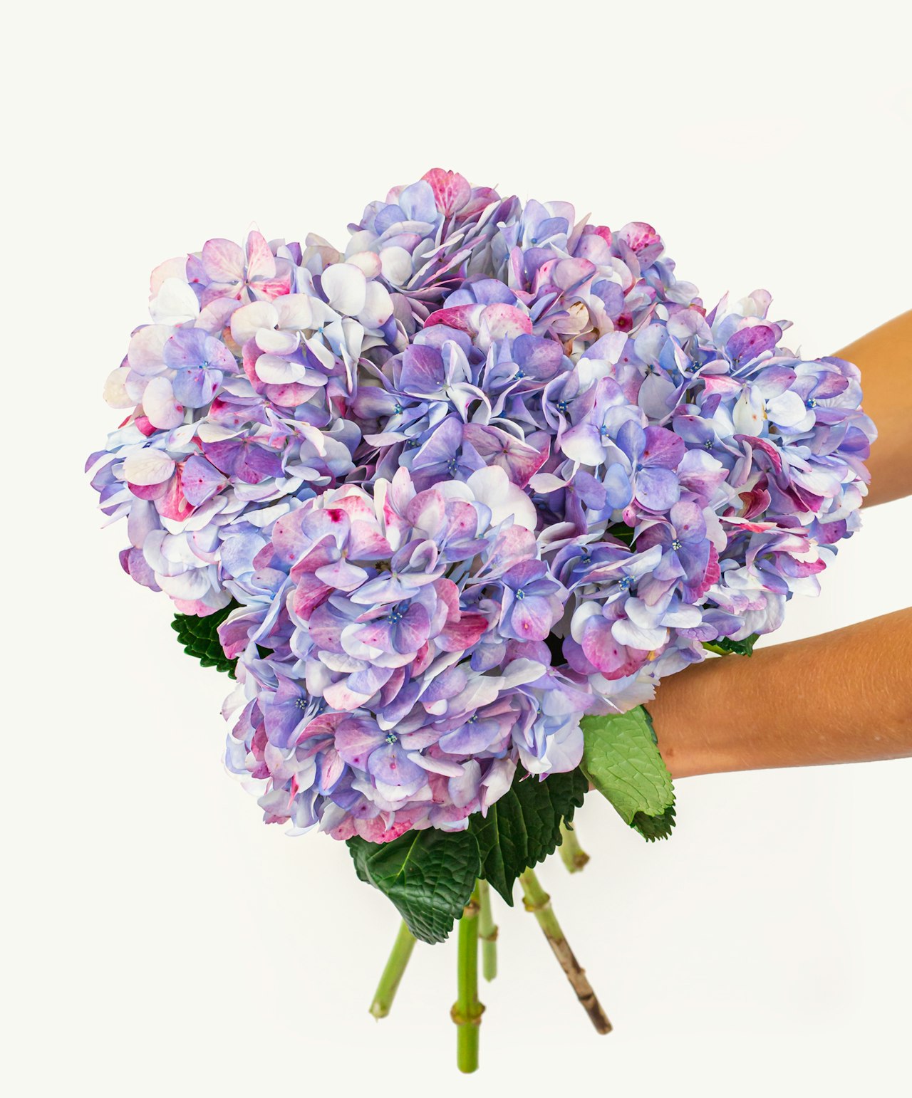 A vibrant bouquet of hydrangeas in shades of purple and blue, held elegantly.