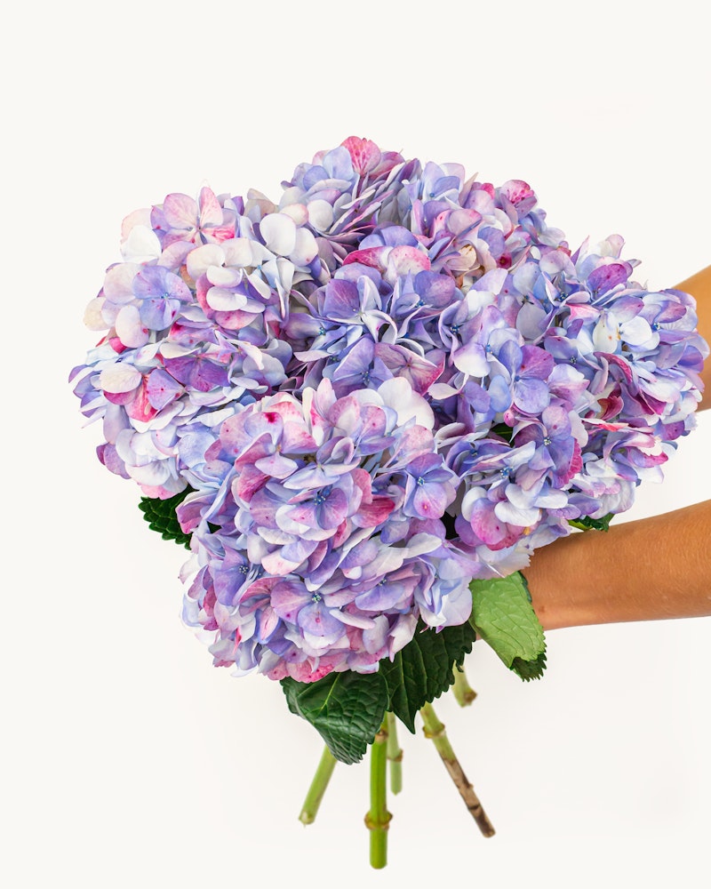 A person holding a vibrant bouquet of blue and purple hydrangeas with lush green leaves against a clean white background, symbolizing freshness and natural beauty.