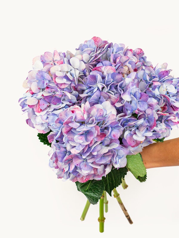 A person holding a vibrant bouquet of blue and purple hydrangeas with lush green leaves against a clean white background, symbolizing freshness and natural beauty.