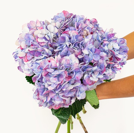A vibrant bouquet of hydrangeas in shades of purple and blue, held elegantly.
