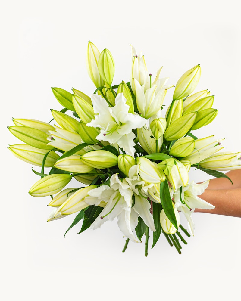 Hand presenting a lush bouquet of fresh white lilies with green leaves and unopened buds against a clean white background, symbolizing purity and elegance.