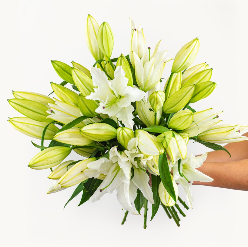 Hand presenting a lush bouquet of fresh white lilies with green leaves and unopened buds against a clean white background, symbolizing purity and elegance.