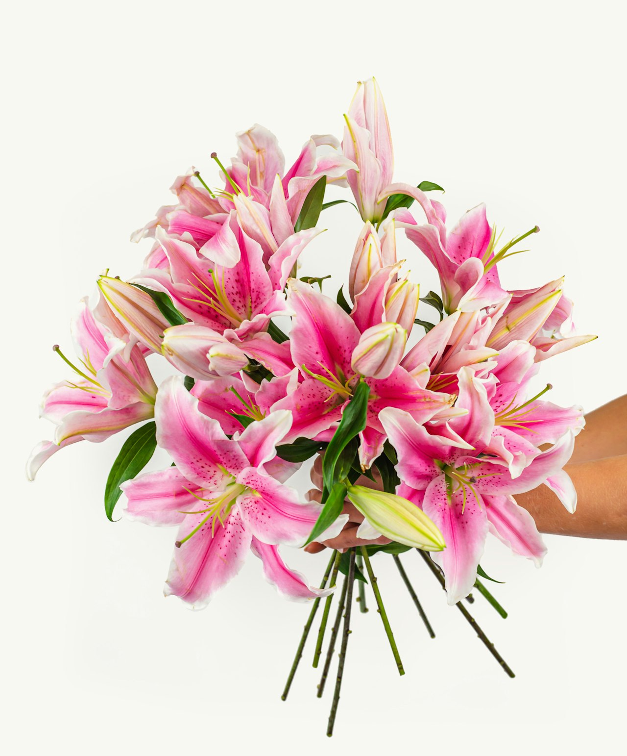 Vibrant pink lilies held in a hand, showcasing their lush petals and graceful beauty.