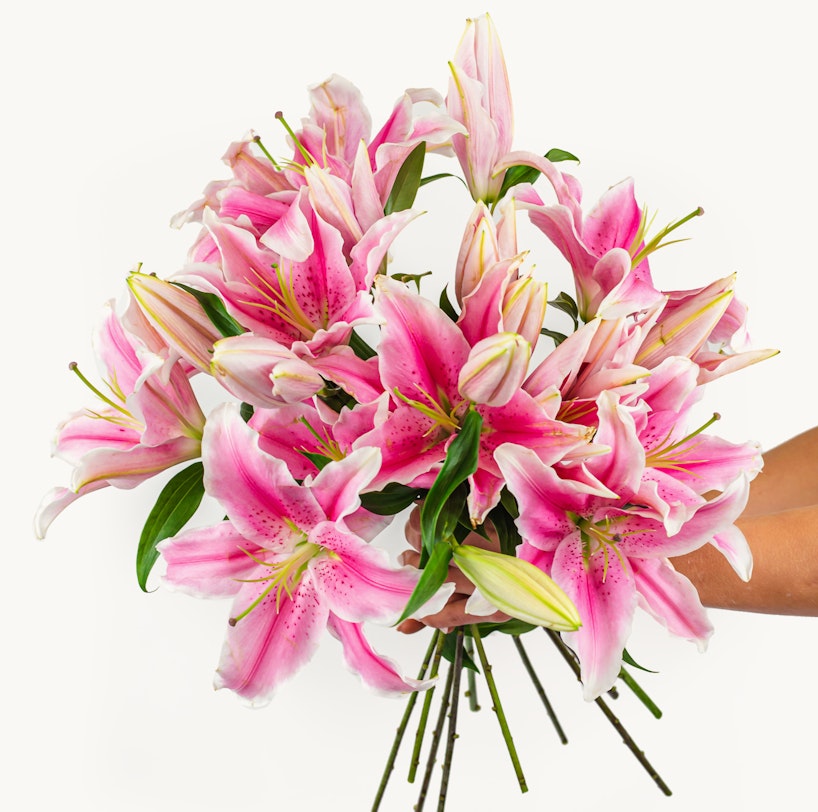 A person's hand presenting a lush bouquet of pink and white oriental lilies with prominent stamens, set against a clean white background, suggesting a gift or decoration.
