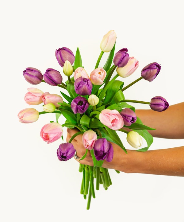 A vibrant bouquet of pink and white tulips being held by a person against a white background, symbolizing freshness and the arrival of spring.