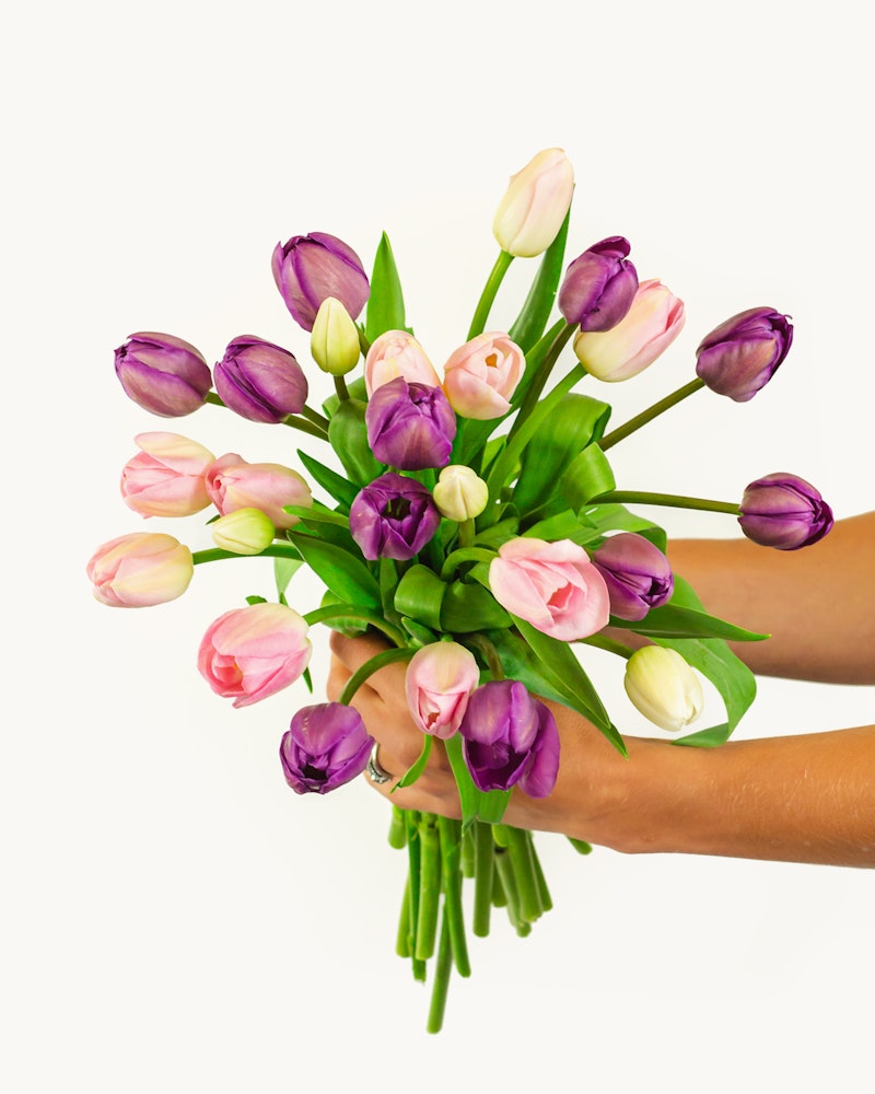 A vibrant bouquet of pink and white tulips being held by a person against a white background, symbolizing freshness and the arrival of spring.