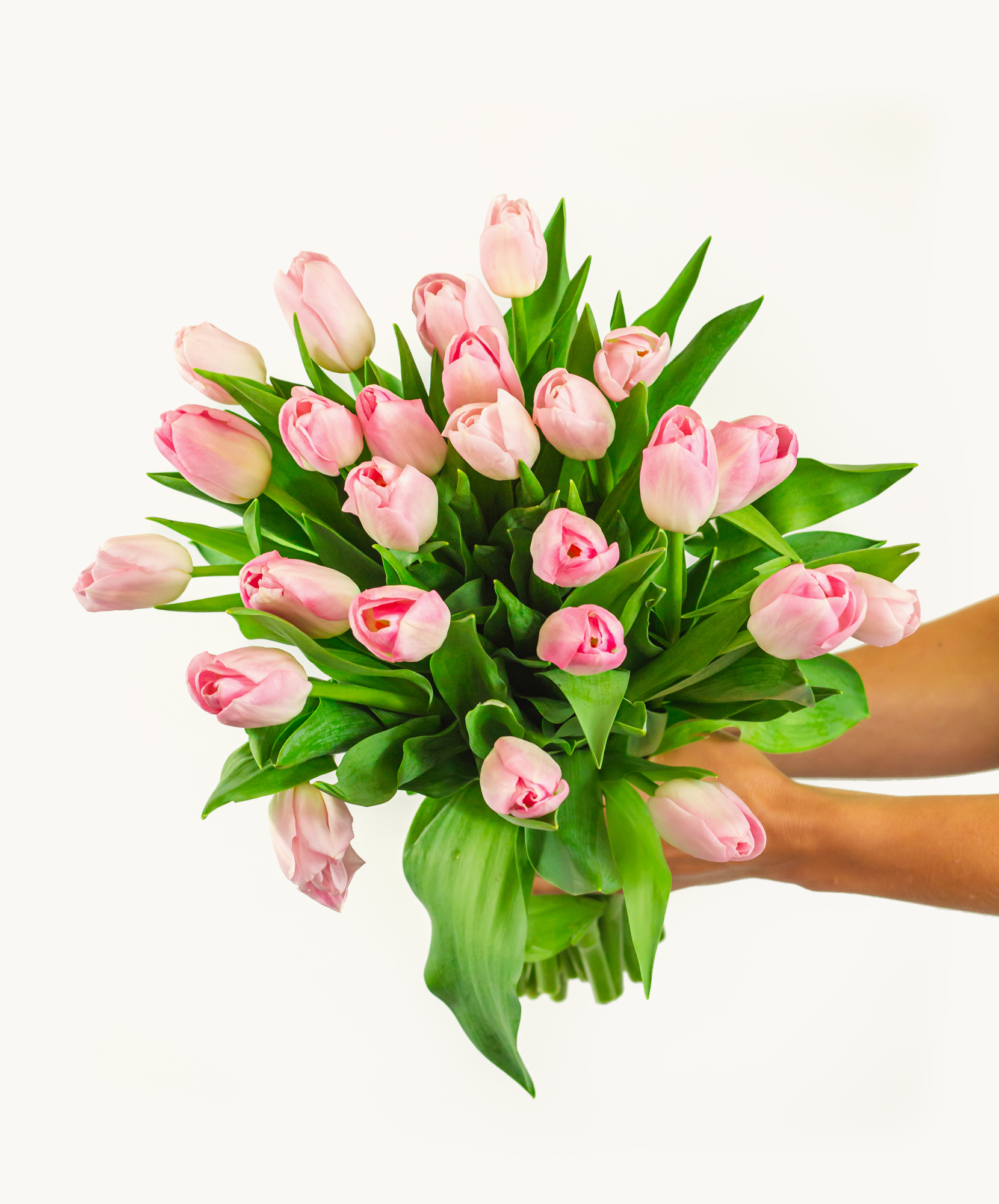 A lush bouquet of soft pink tulips with vibrant green leaves held gracefully.