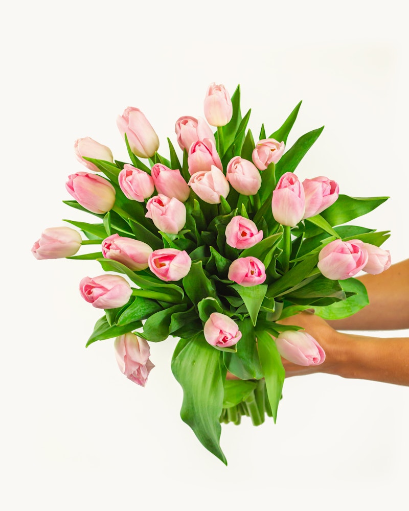 A vibrant bouquet of pink and white tulips with fresh green leaves, held in a person’s hand against a white background, perfect for springtime occasions.