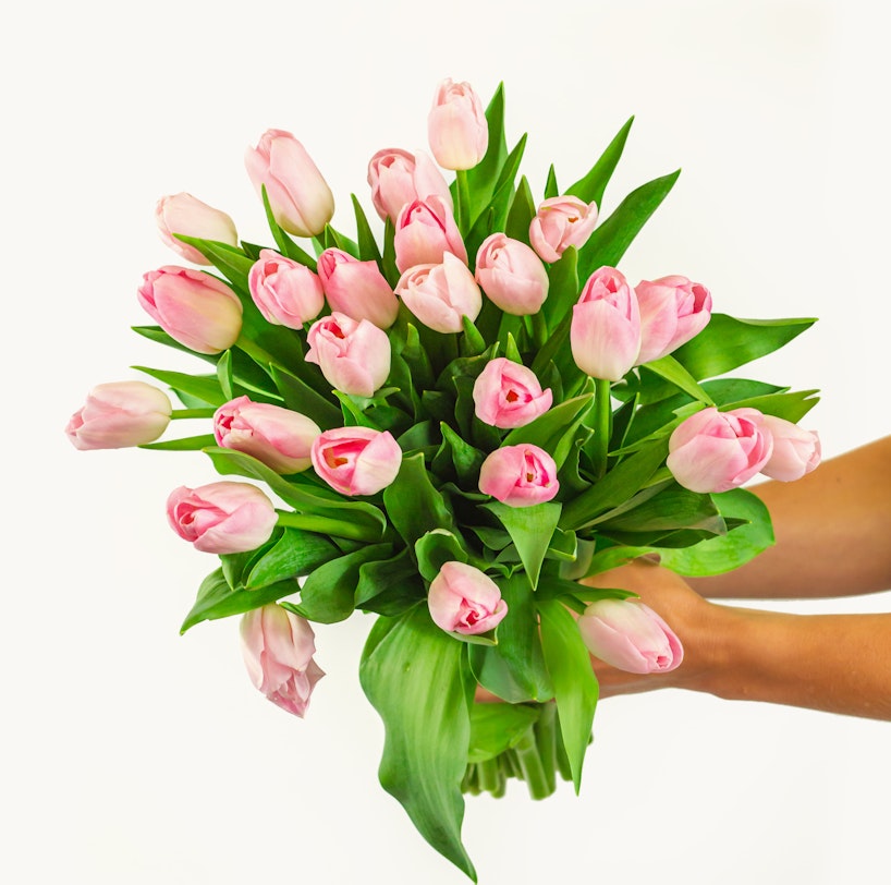 A vibrant bouquet of pink and white tulips with fresh green leaves, held in a person’s hand against a white background, perfect for springtime occasions.