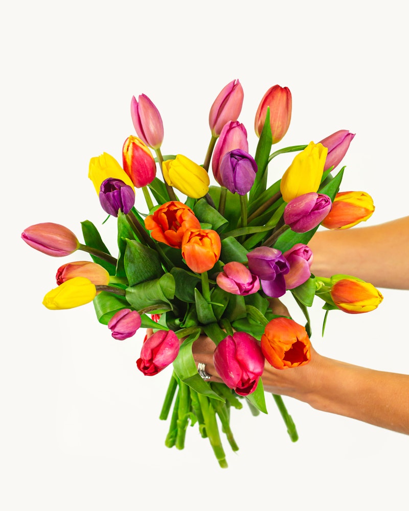 A vibrant bouquet of multicolored tulips held in a person's hands against a white background, with a mix of pink, red, yellow, orange, and purple flowers.