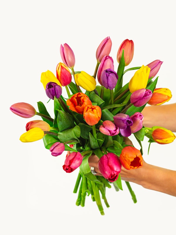 A vibrant bouquet of multicolored tulips held in a person's hands against a white background, with a mix of pink, red, yellow, orange, and purple flowers.