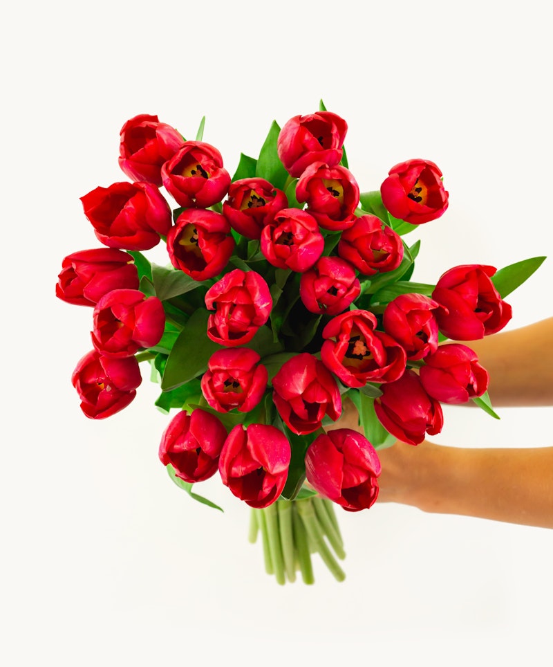 A person holding a large bouquet of vibrant red tulips with lush green leaves, presented against a clean white background, creating a striking contrast.