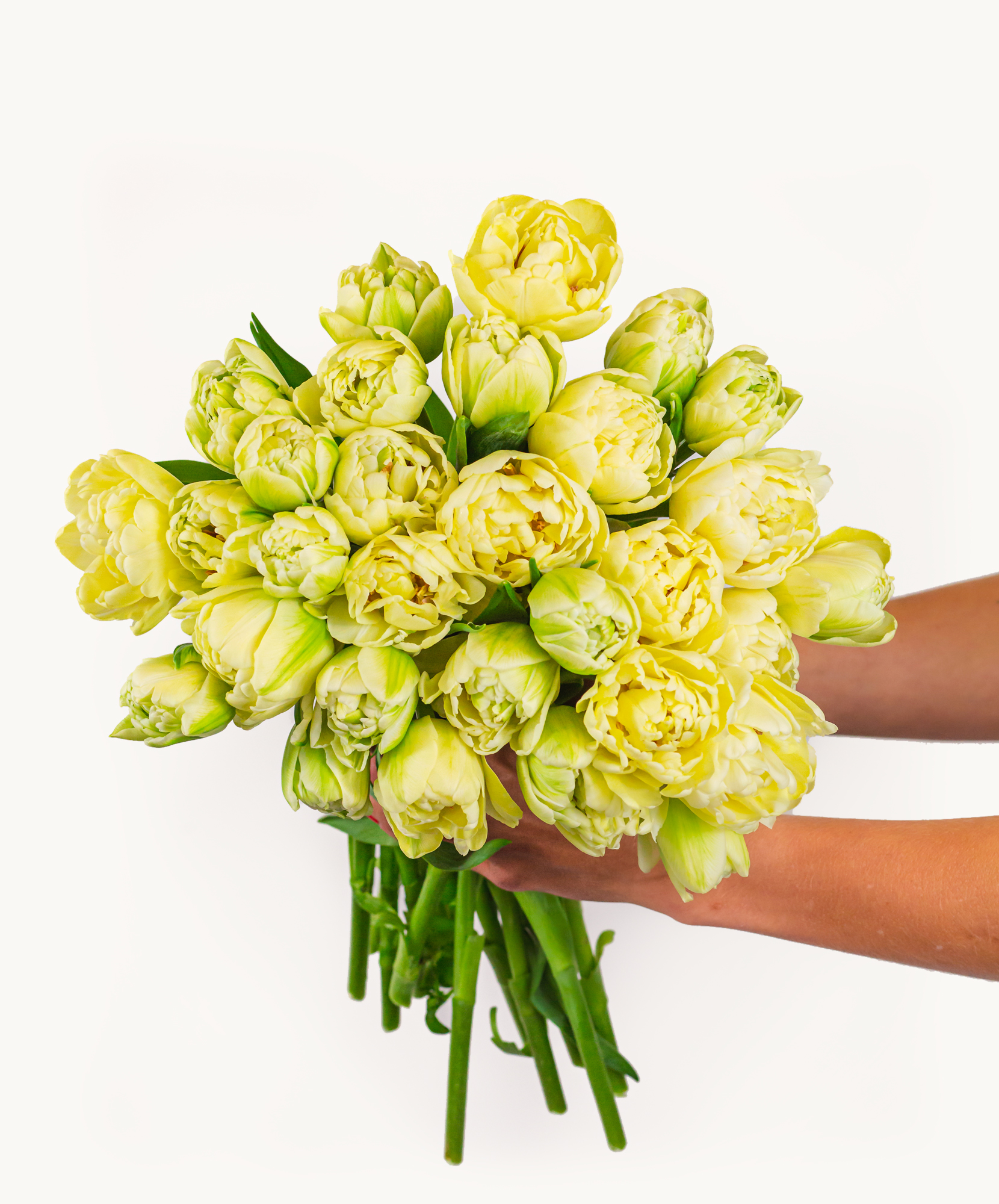 Beautiful bouquet of pale yellow tulips with green accents, perfect for spring celebrations.