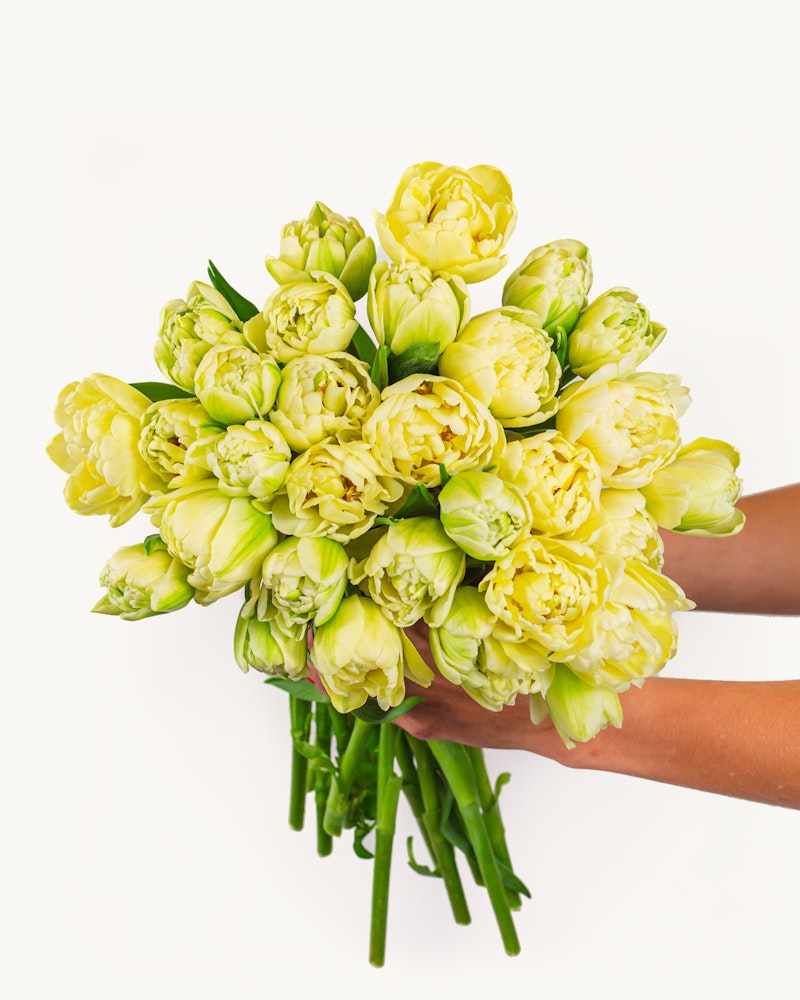 A vibrant bouquet of yellow tulips with hints of green, held in a hand against a white background, representing freshness and springtime.