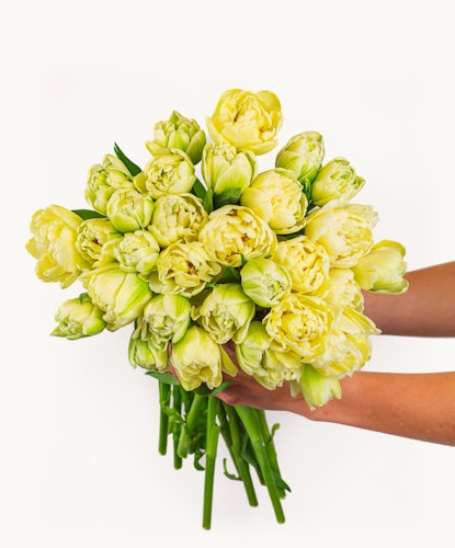 Beautiful bouquet of pale yellow tulips with green accents, perfect for spring celebrations.