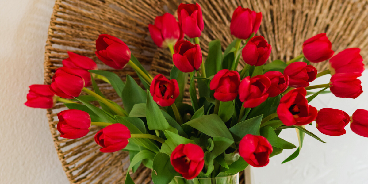 Radiant Red Tulip