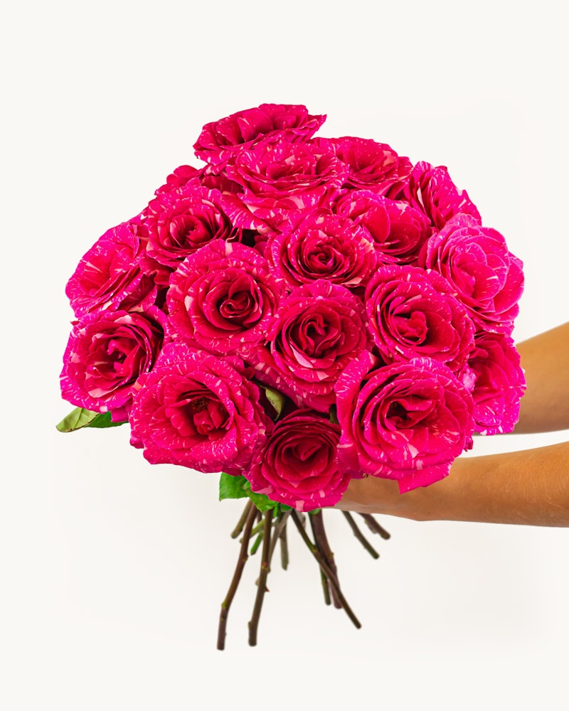 Hand holding a vibrant bouquet of fresh pink roses with a bright white background, creating a stunning contrast that highlights the flowers' beauty.