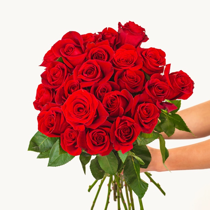 Splendid Red Roses