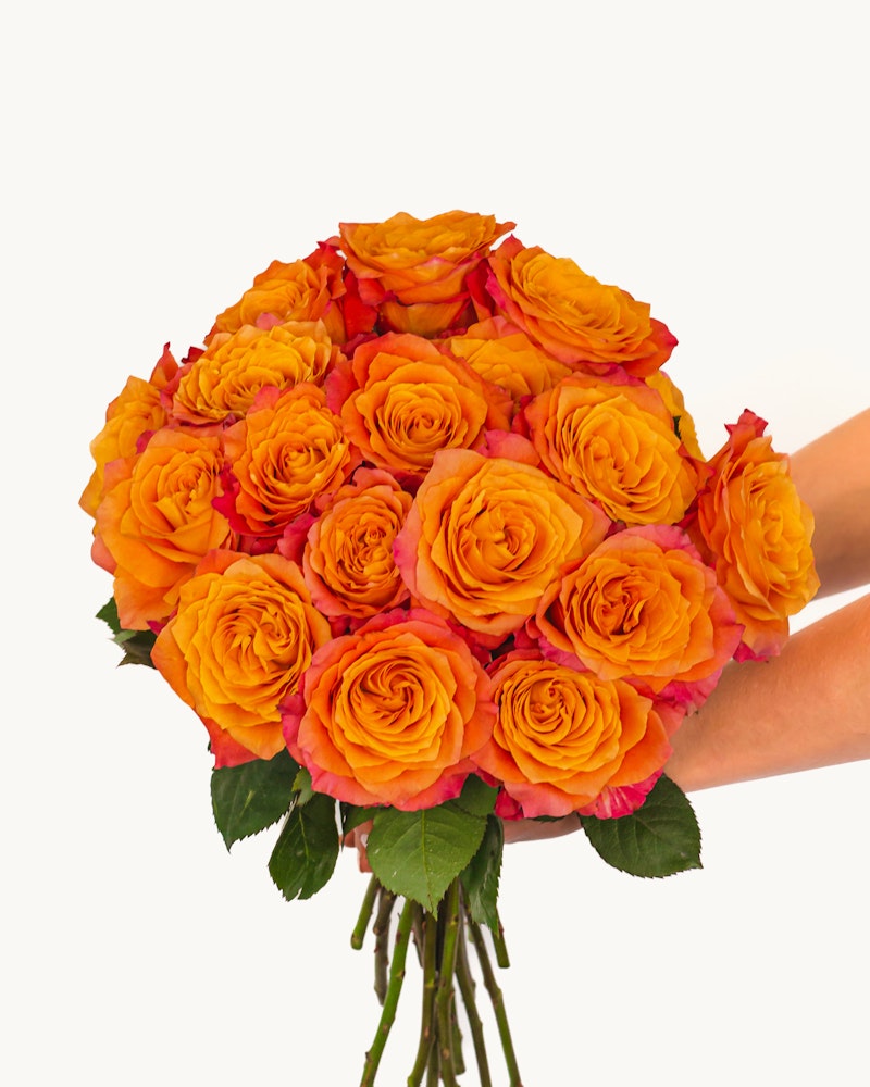 A close-up image of a person holding a large bouquet of bright orange roses with hints of yellow and red, with a plain white background.