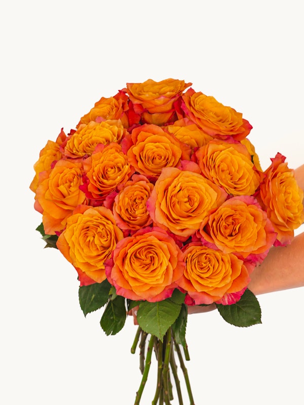 A close-up image of a person holding a large bouquet of bright orange roses with hints of yellow and red, with a plain white background.