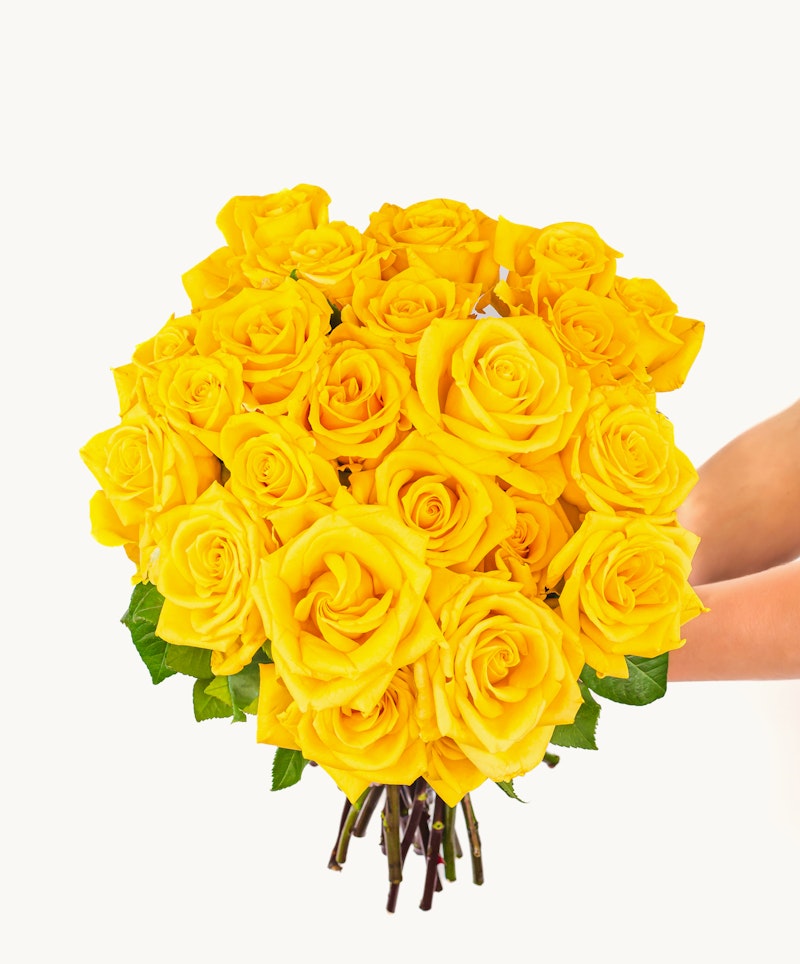 A vibrant bouquet of yellow roses with a fresh look and green leaves, held against a white background, suggesting a gift or a decorative element.