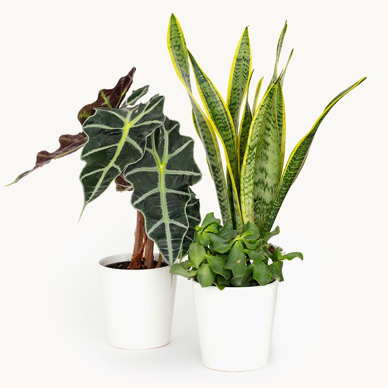Alocasia Amazonica with its striking arrow-shaped leaves in a white pot and Sansevieria trifasciata, also known as Snake Plant, paired with lush green ivy in another white pot.