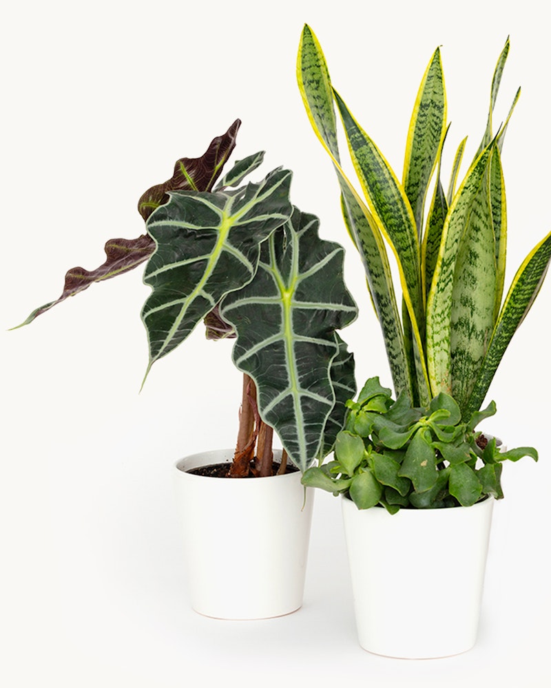 Alocasia Amazonica with its striking arrow-shaped leaves in a white pot and Sansevieria trifasciata, also known as Snake Plant, paired with lush green ivy in another white pot.
