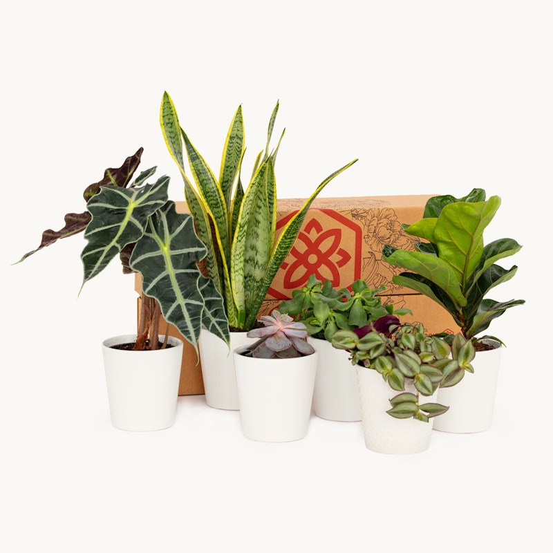 A variety of potted indoor plants arranged neatly beside a cardboard box, signifying a delivery or moving concept, against a clean white background.