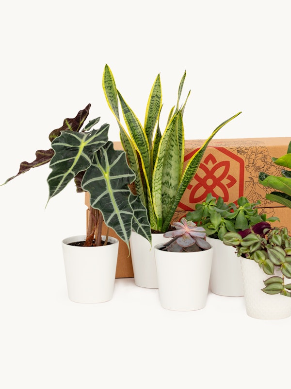 A variety of potted indoor plants arranged neatly beside a cardboard box, signifying a delivery or moving concept, against a clean white background.