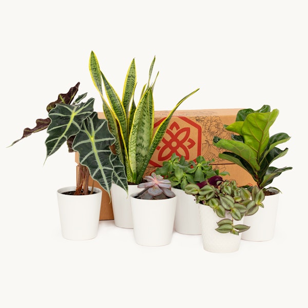 Plant Subscription Box - Monthly Houseplant Delivery