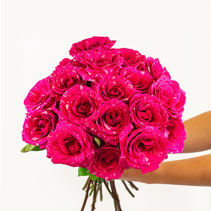 Close-up of a vibrant bouquet of pink roses with water droplets on petals, held in hands against a white background.
