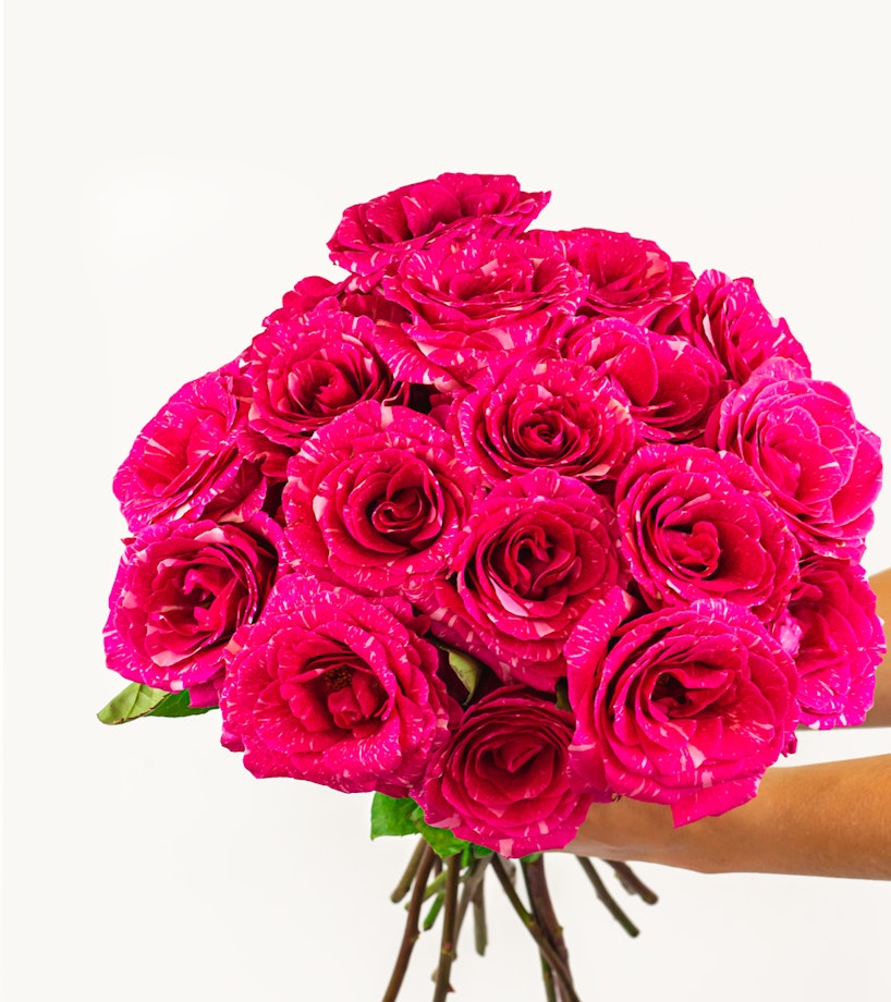Close-up of a vibrant bouquet of pink roses with water droplets on petals, held in hands against a white background.
